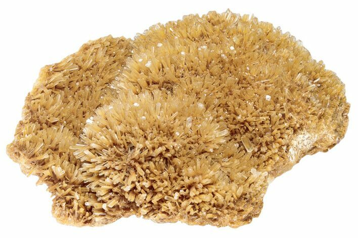 Butterscotch Selenite Crystals - Mt Gunson, Australia #239496